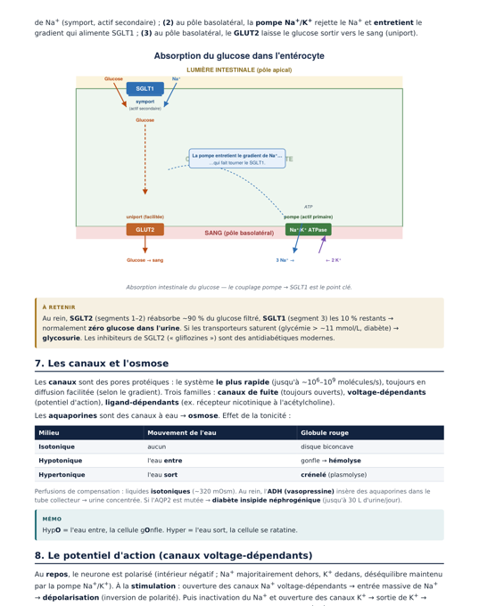 Page du poly KeyMed UE3 : absorption du glucose.